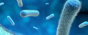 eczema colonization gut strains bacterium